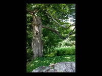 High Meadow & Grounds