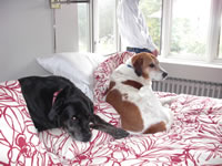 One of 2 dogs now living in the house -- Rex Stout also had 2 dogs