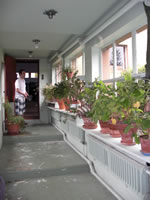Passageway to work room, lined with house plants