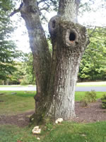 The lawn -- oldest tree on the property
