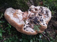 The lawn -- oldest tree on the property