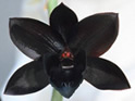 Black Orchid
